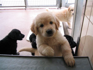 chiot de Sonate